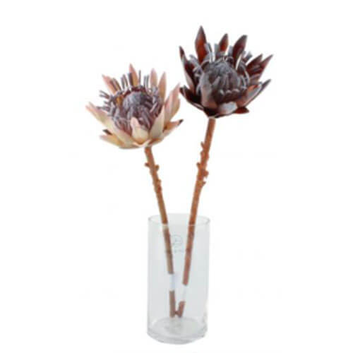 Dried King Protea Flower